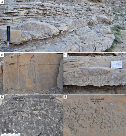 寒武系生物礁沉積模式示意圖?！∧瞎潘?供圖