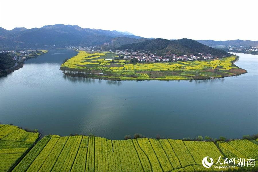 春江水暖，油菜花開。人民網(wǎng) 李芳森攝