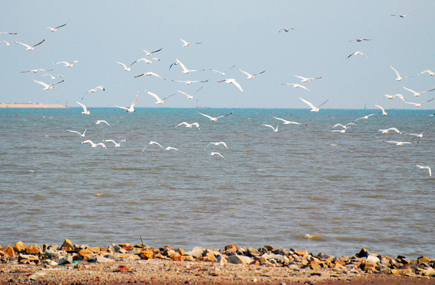 “鳥(niǎo)中大熊貓”遺鷗飛抵濱城。戈榮喜攝