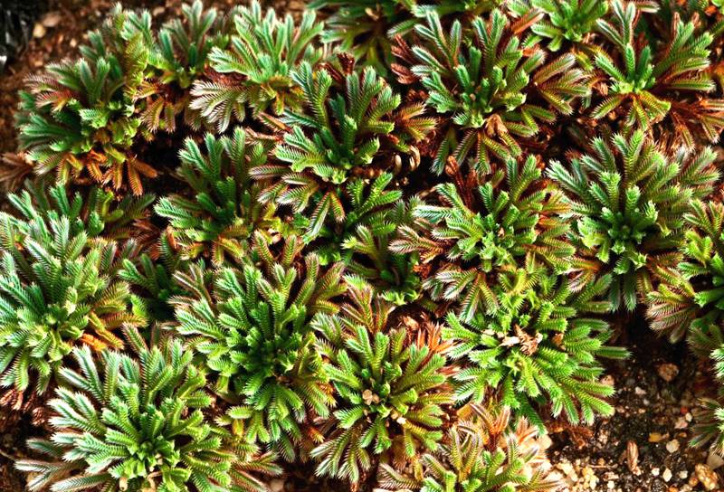 彩虹卷柏的葉片呈彩虹色。袁浪興供圖