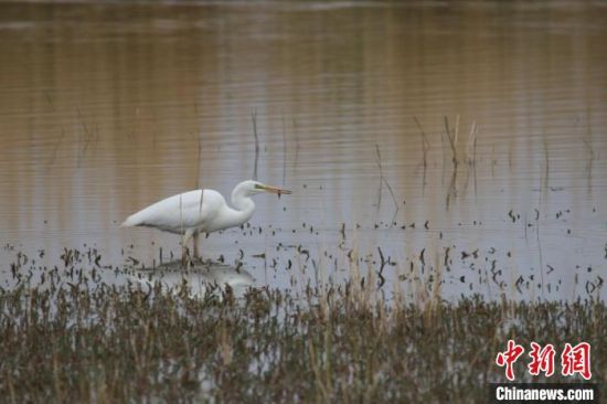 圖為大白鷺?？婶斂撕?托素湖自然保護區(qū)服務(wù)中心供圖 　　