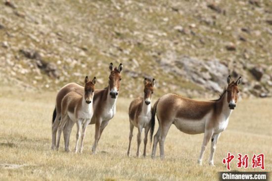 圖為三江源國家公園資料圖。三江源國家公園管理局供圖 　　