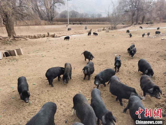 圖為藏香豬?！∑钤鲚?攝