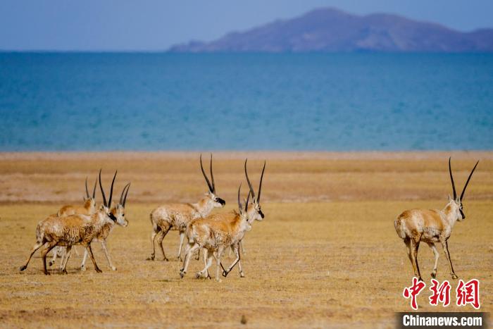 圖為西藏藏羚羊在色林錯湖邊覓食，隨著保護措施的不斷加強，如今西藏藏羚羊種群數(shù)量獲得恢復性增長?！〗w波 攝