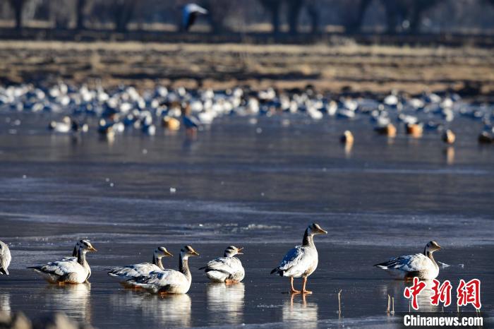 圖為拉薩市林周縣境內(nèi)越冬的候鳥(niǎo)?！∝暩聛?lái)松 攝