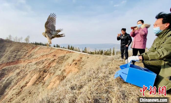 青海：救助、放歸四只國家二級(jí)保護(hù)野生動(dòng)物