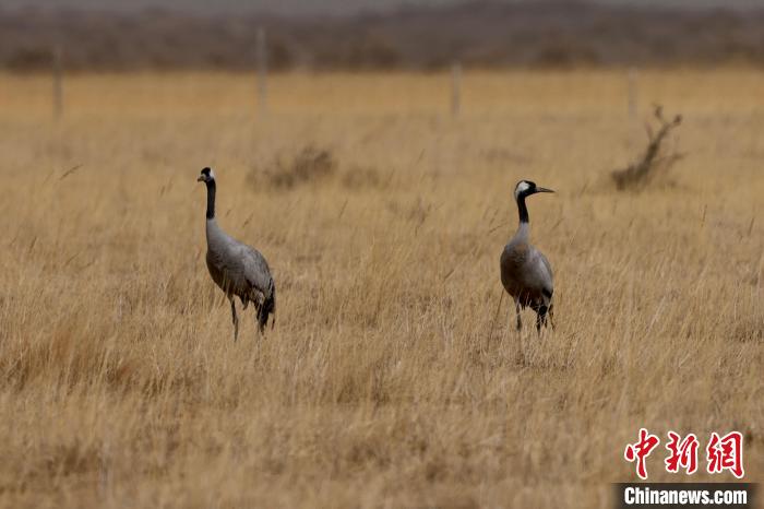 圖為灰鶴在青海海西蒙古族藏族自治州都蘭縣巴隆地區(qū)“閑庭漫步”?！?松太加 攝
