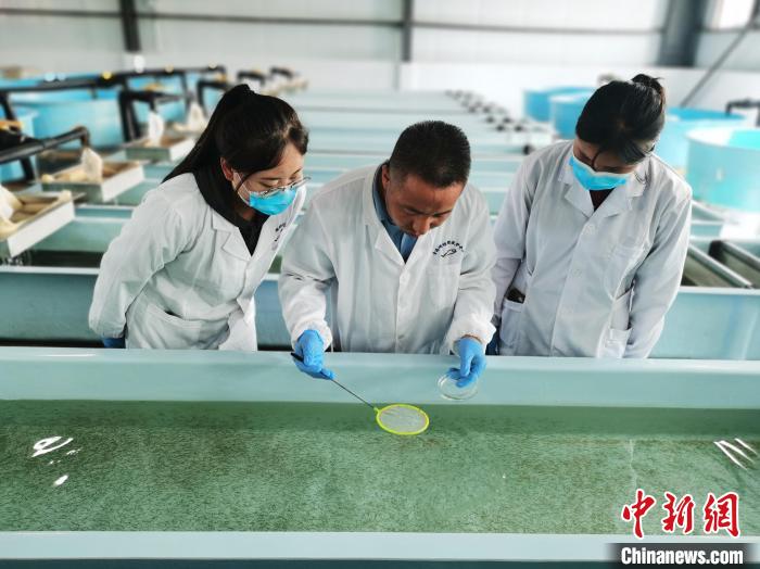 圖為工作人員檢查魚苗?！?zhí)砀?攝