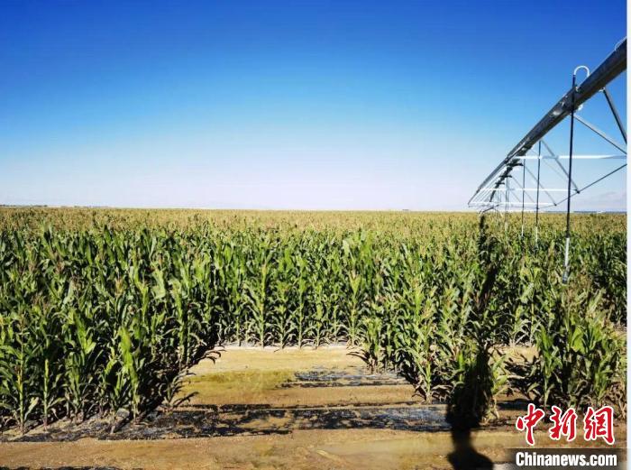 青?！凹Z改飼”項(xiàng)目收儲(chǔ)飼草44萬余噸