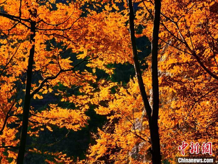 秋意濃?！≈炱桨?攝