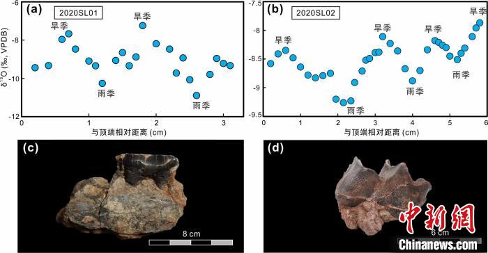 本次研究中的犀牛牙齒化石及氧同位素特征。　中科院青藏高原所 供圖
