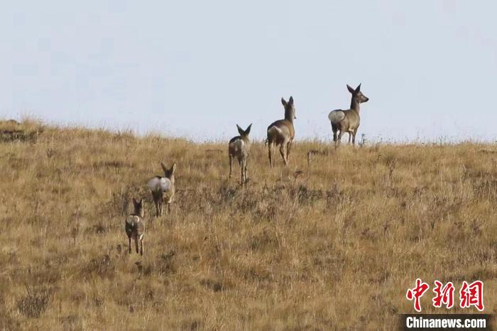 圖為狍鹿在山間漫步?！〔彭?xiàng)南加 攝