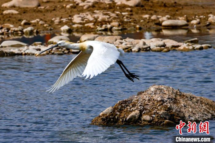 圖為準(zhǔn)備飛翔的白琵鷺?！?yán)桉 攝