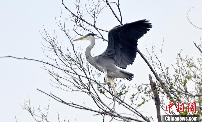 蒼鷺在覓食嬉戲。　安源 攝