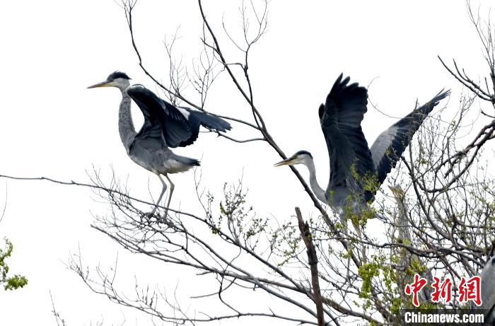 蒼鷺在覓食嬉戲?！“苍?攝