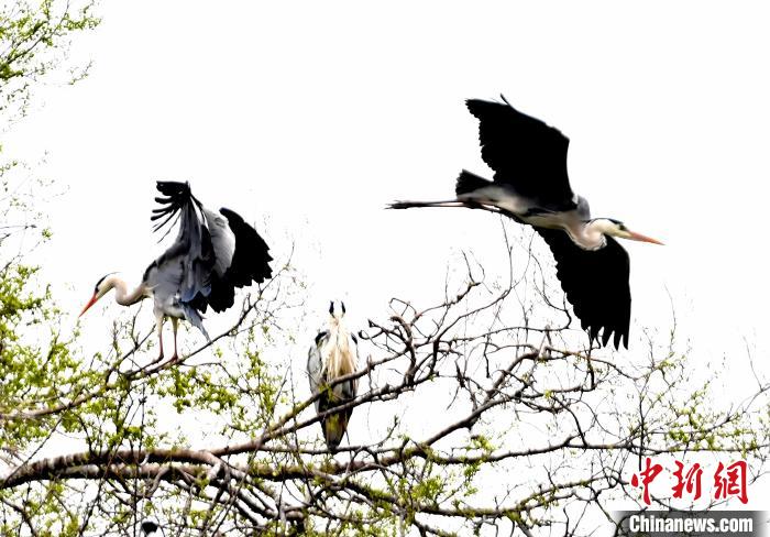 蒼鷺在覓食嬉戲?！“苍?攝