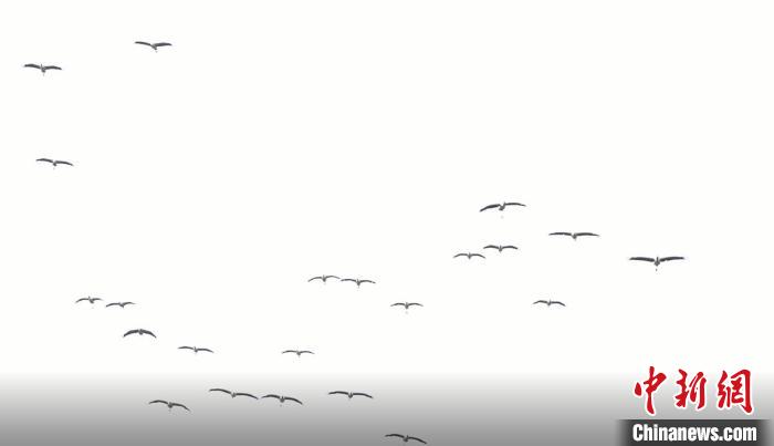 遷徙北歸。　天全縣融媒體中心 供圖