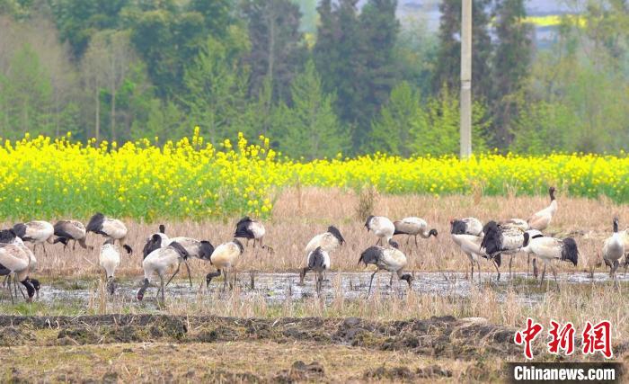 休息補(bǔ)給?！√烊h融媒體中心 供圖