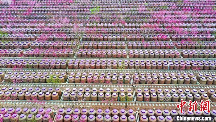 桃花和酒壇相映成趣?！㈡?攝