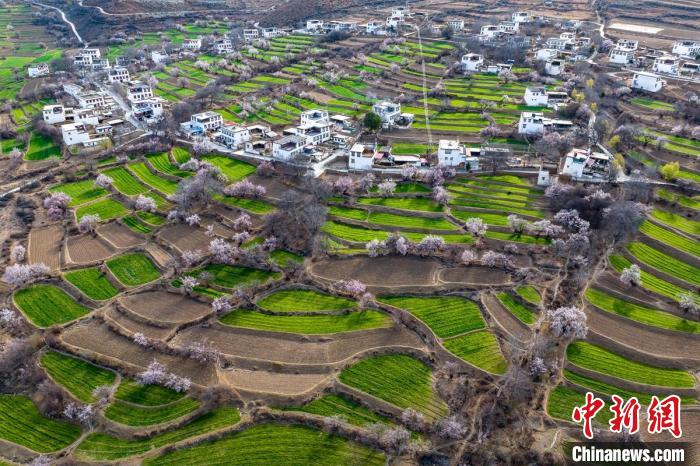 白松鎮(zhèn)桃花林中的白藏房?！⒅铱?攝