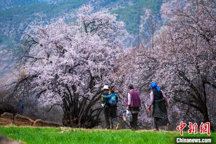 行走在麥田和桃樹下的白松鎮(zhèn)村民?！⒅铱?攝