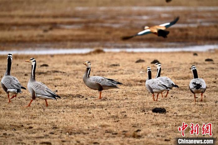 圖為成群的斑頭雁?！“?攝
