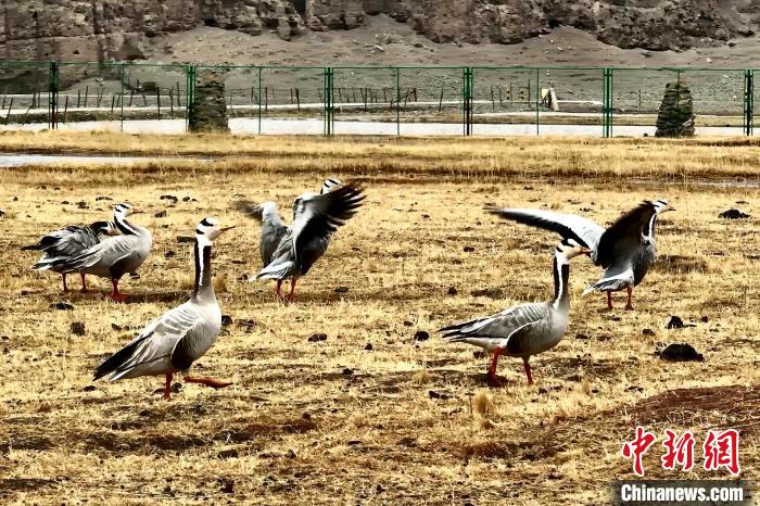 圖為斑頭雁?！“?攝