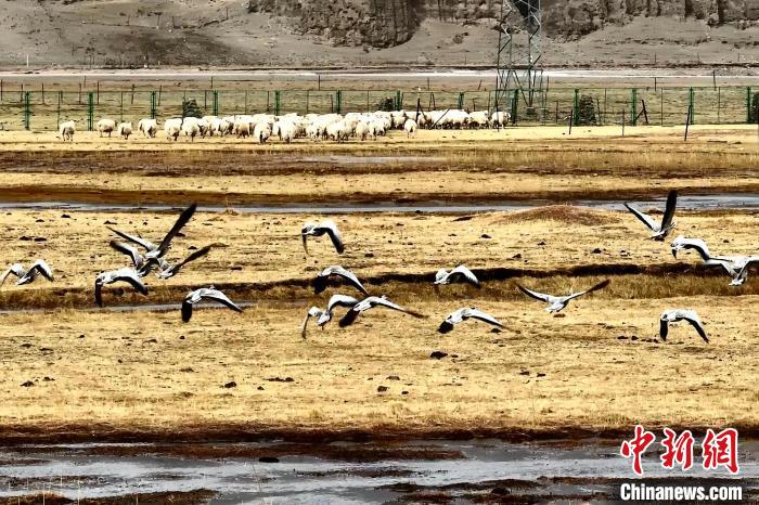 圖為斑頭雁在羊群邊飛翔。　包雷 攝