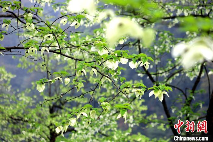 珙桐在春末夏初之際開(kāi)花，花期較短。　呂楊 攝