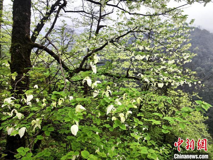 山谷兩側(cè)高大繁茂的珙桐樹(shù)?！螚?攝