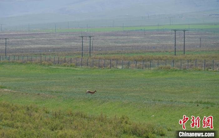 圖為一只普氏原羚在草場(chǎng)上奔跑?！●R銘言 攝