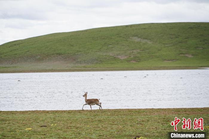 圖為藏原羚在扎陵湖岸畔悠閑漫步?！●R銘言 攝