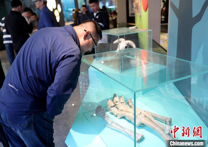 圖為臺商在祁連山國家公園生態(tài)科普館內(nèi)觀看標本。　薛蒂 攝