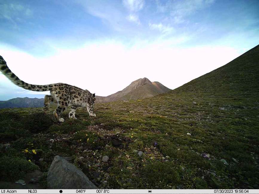 雪豹影像。山水自然保護中心供圖
