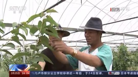 種蘑菇、養(yǎng)駱駝...。。特色產(chǎn)業(yè)助力鄉(xiāng)村振興走新路