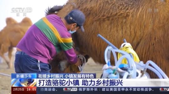 種蘑菇、養(yǎng)駱駝...。。特色產(chǎn)業(yè)助力鄉(xiāng)村振興走新路