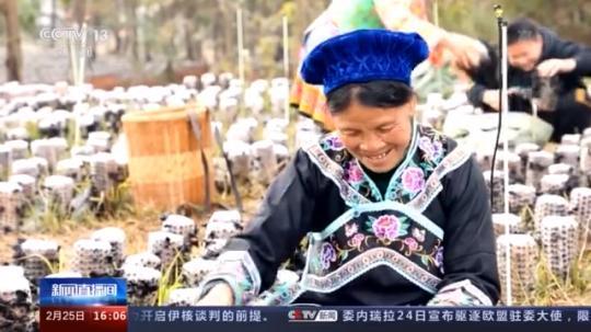 種蘑菇、養(yǎng)駱駝...。。特色產(chǎn)業(yè)助力鄉(xiāng)村振興走新路