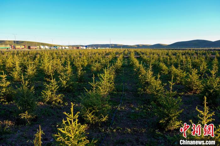 圖為科技團(tuán)隊(duì)在海拔4500米的西藏那曲種出“小森林”，其中超過7成成功越過5個(gè)冬天。　江飛波 攝