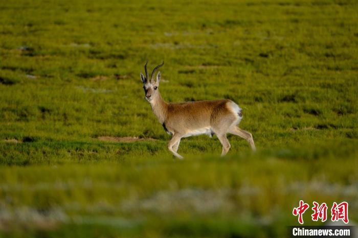 圖為西藏納木錯(cuò)湖邊的藏原羚休閑覓食?！〗w波 攝