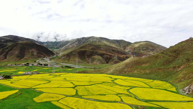 金燦燦的油菜花。洛克攝