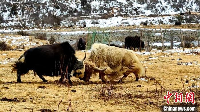 圖為角木那村生態(tài)散養(yǎng)的牦牛正在嬉戲?！“蜕Ｇ?　攝