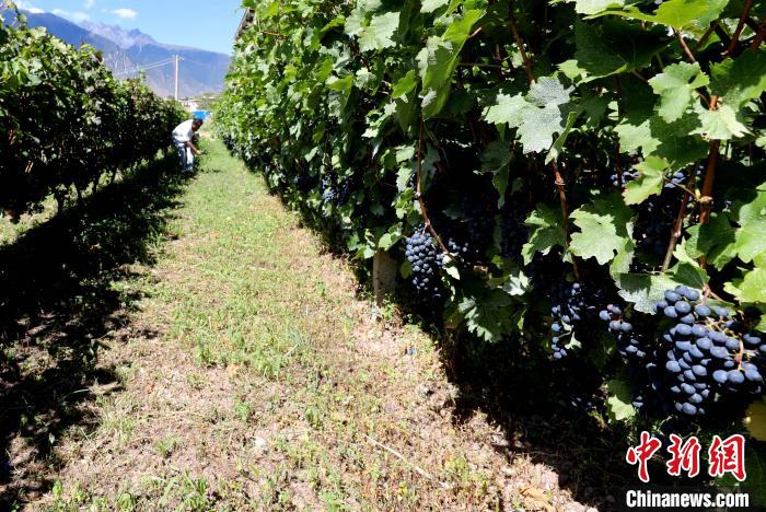 昌都芒康縣依托“兩江流域”干熱河谷地帶地理優(yōu)勢(shì)將康巴蜜橘、蘋果、甜石榴、葡萄、蜜桃等經(jīng)濟(jì)林木種植。　昌都市芒康縣委宣傳部供圖