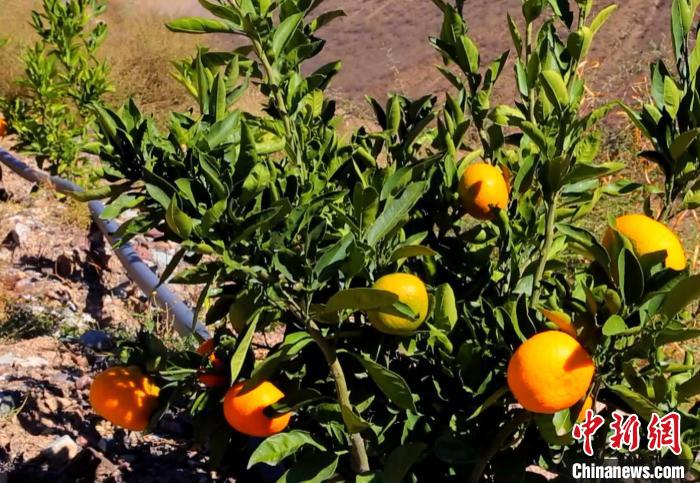 昌都芒康縣依托“兩江流域”干熱河谷地帶地理優(yōu)勢(shì)將康巴蜜橘、蘋果、甜石榴、葡萄、蜜桃等經(jīng)濟(jì)林木種植。　昌都市芒康縣委宣傳部供圖