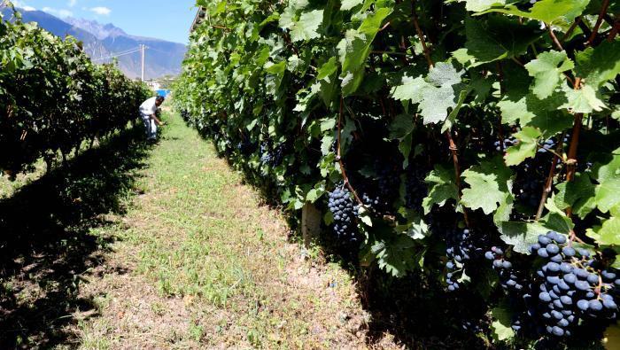 昌都芒康縣依托“兩江流域”干熱河谷地帶地理優(yōu)勢(shì)將康巴蜜橘、蘋果、甜石榴、葡萄、蜜桃等經(jīng)濟(jì)林木種植。　昌都市芒康縣委宣傳部供圖