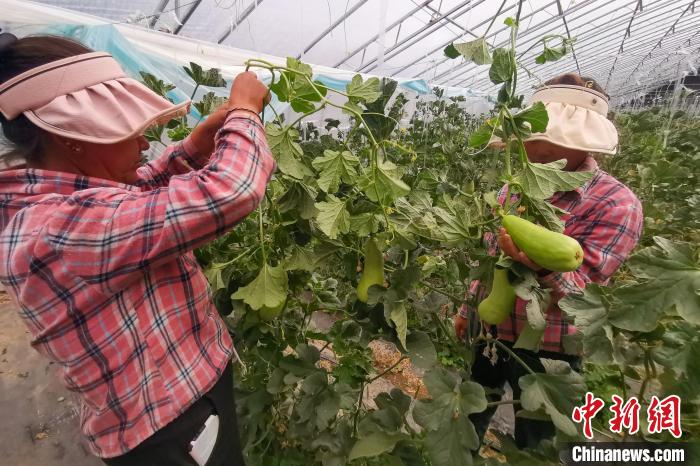 工作人員打理高原溫室大棚?！⒔ㄜ?攝