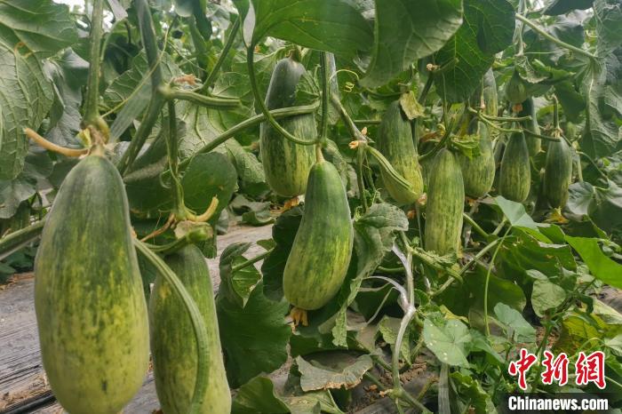西藏海拔4400多米康馬縣甜瓜、西瓜豐收