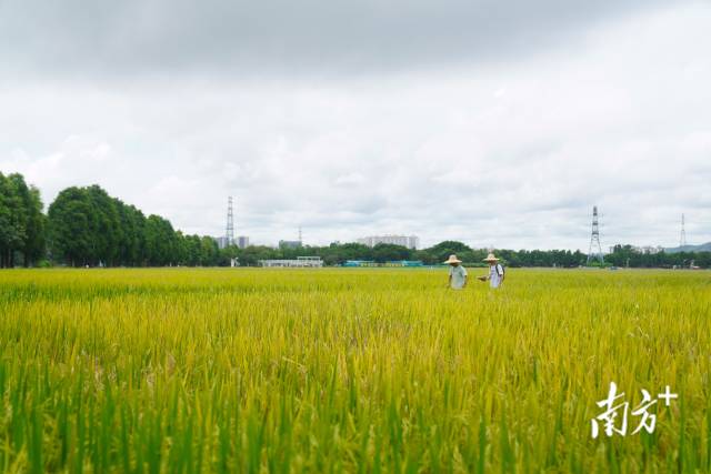 文化組的兩名成員正行走在稻田里。
