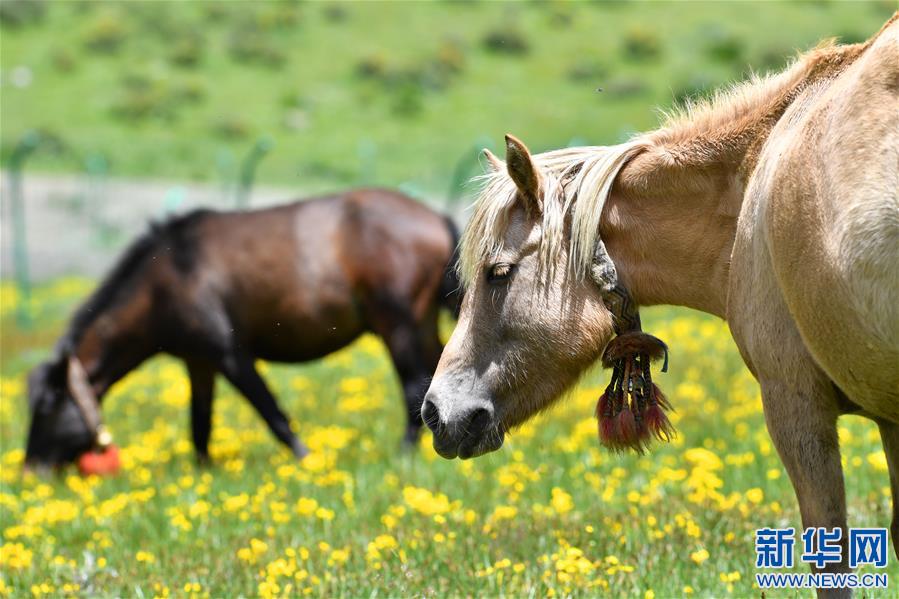 (新華視界)(4)嘉乃玉錯(cuò)的悠閑時(shí)光
