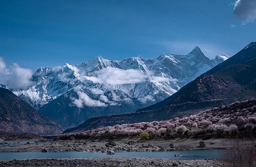 雪山下的桃花。張靜攝