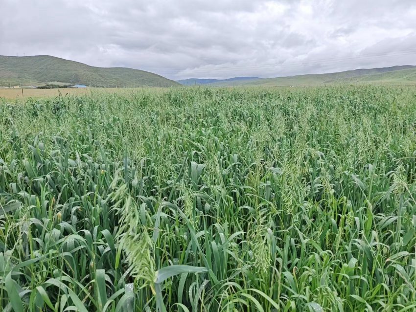 四川省阿壩州紅原縣草場。阿壩州紅原縣科學(xué)技術(shù)和農(nóng)業(yè)畜牧局供圖